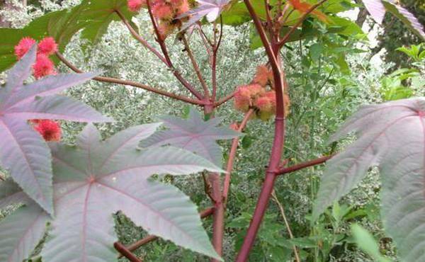 "Creative Commons Ricinus communis Castor Bean, Caster Oil Plant, Mole Bean, Higuera Infernal. By  by Dave Whitinger, licensed under CC 3.0