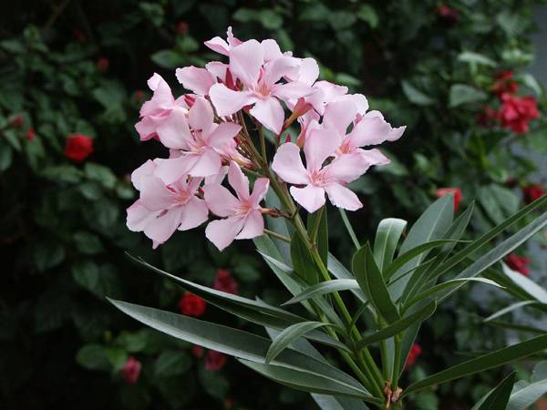 "Creative Commons Flowers of Nerium oleander in our front yard in Chelsea, Victoria, Australia.By  Ian W. Fieggen, licensed under CC 3.0