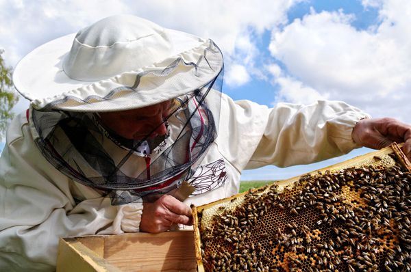 Bee keeper in action; credit: shutterstock.com