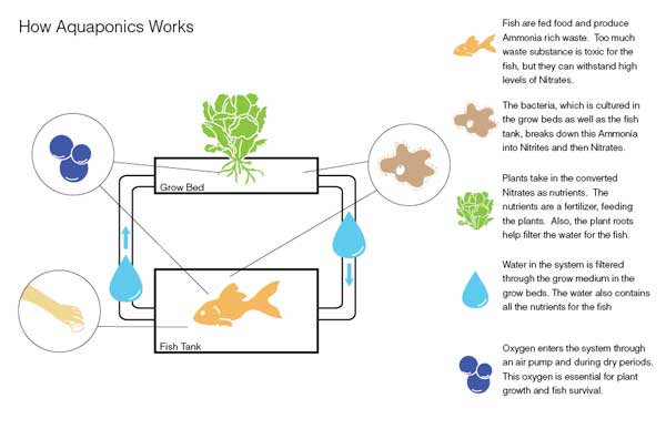 How Aquaponics works