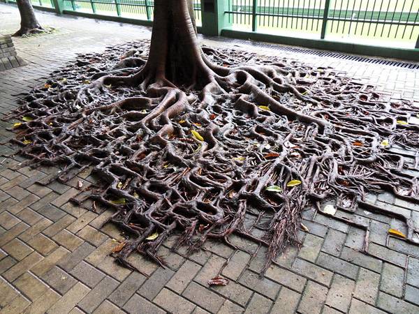 Tree growing on pavement in Hong Kong; credit: Clément Bucco-Lechat, CC 3.0