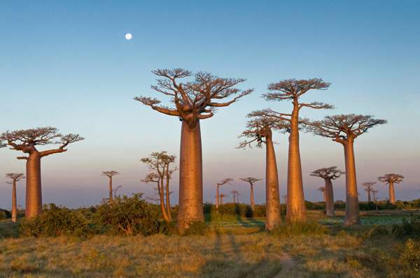 sacred trees | Baobab Tree