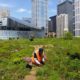 Washington D.C. Leads North America’s 10% Green Roof Industry Growth of 2013