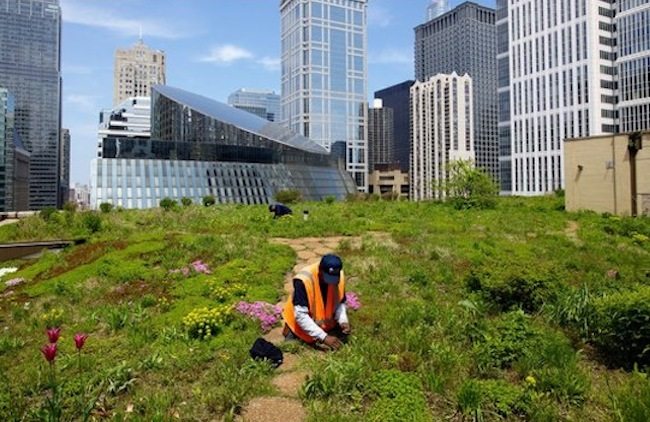 Washington D.C. Leads North America’s 10% Green Roof Industry Growth of 2013