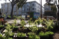 The Challenges of Urban Agriculture: Contamination, Economics, and Management