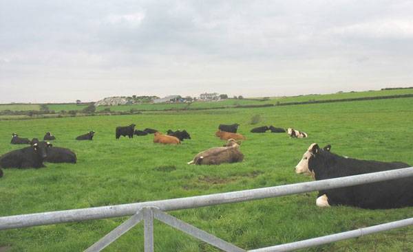 Can cows predict the weather?   Image:  Lying cattle at Treferwydd Folklore. Credit: CC 2.0, by Eric Jones