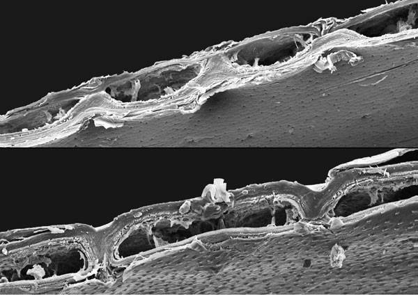 SEM scans of Potato Beetle (leptinotarsa decimlineata) elytron scanned for the ICD/ITKE Research Pavilion 2013-14 by Prof. Oliver Betz at University of Tuebingen. Credit: © Prof. Oliver Betz, Anne Buhl, University of Tübingen
