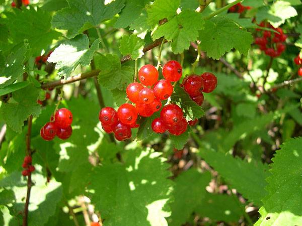 Tundra plants - Northern redcurrant (Ribes triste)