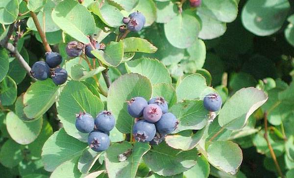 Tundra Plants - Saskatoon berry (Amelanchier alnifolia)