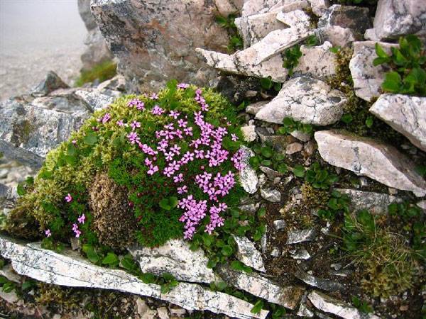 Tundra plants -  Moss campion (Silene acaulis)