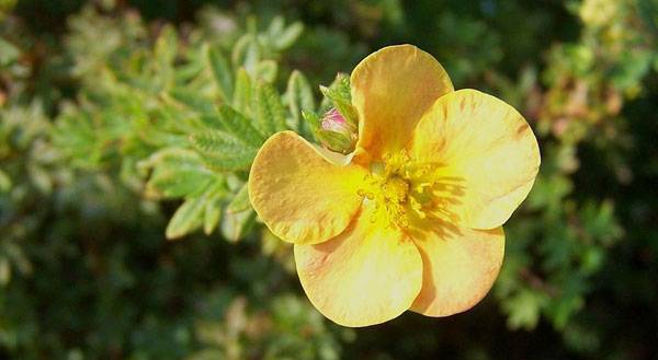 Tundra plants - Tundra rose (Potentilla fruticosa)