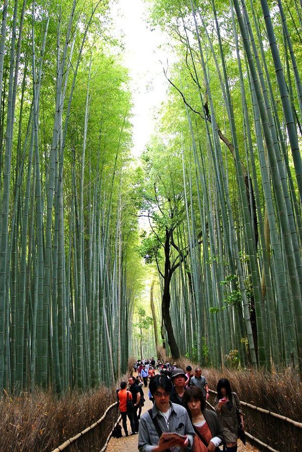 Pont plantes Arashiyama sagano Nappes Papier Peint-Bambou-Bosquet à Kyoto 12632 