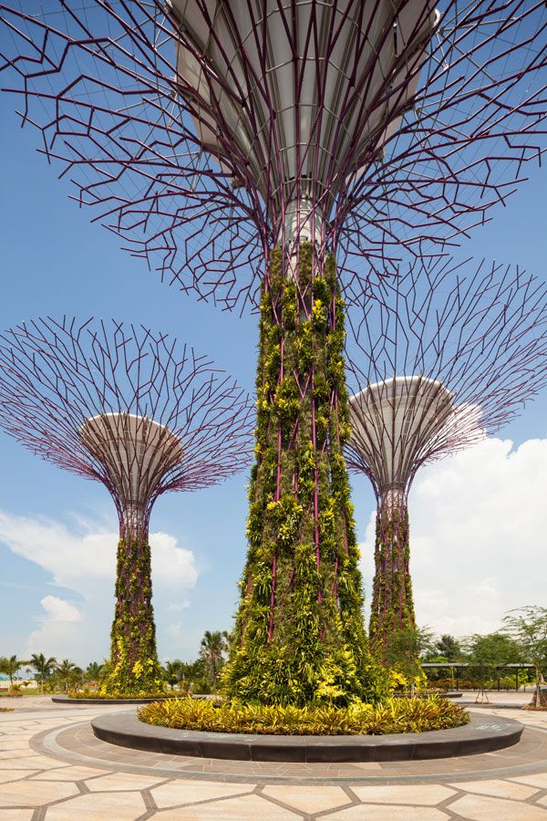Supertree at Gardens by the Bay. Image courtesy of Grant Associates
