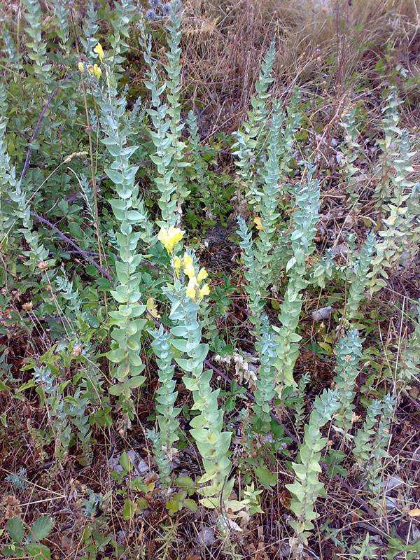 "Linaria genistifolia ssp dalmatica, from Negosji village, Lovcen National Park, Montenegro.". Author - Bjoertvedt. Licensed under CC BY-SA 3.0 via Wikimedia Commons 