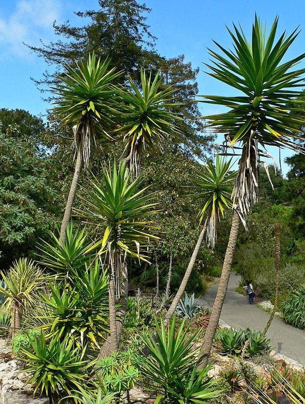 " Photo of Yucca aloifolia at the San Francisco Botanical Garden". Author - Stan Shebs. Licensed under CC BY-SA 3.0 via Wikimedia Commons 