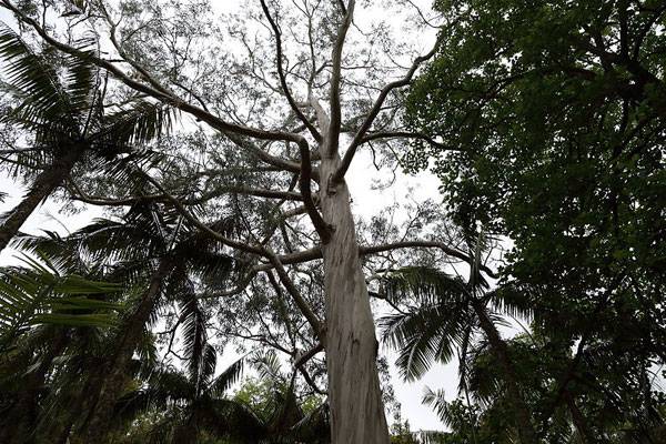 "Eucalyptus globulus". Author - C T Johansson. Licensed under CC BY-SA 4.0 via Wikimedia Commons 