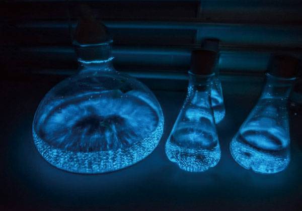 Adapting bioluminescent algae in the laboratory. Photo credit: Island Chen