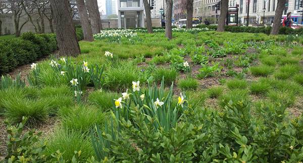 The gardens at the Art Institute in Chicago demonstrate the concept of creating herbaceous coverage in order to push out weeds. Bulbs such as the tulips sprinkled throughout the foreground and background help provide early season interest and coverage while other perennials are getting started. Image credit: Northwind Perennial Farm