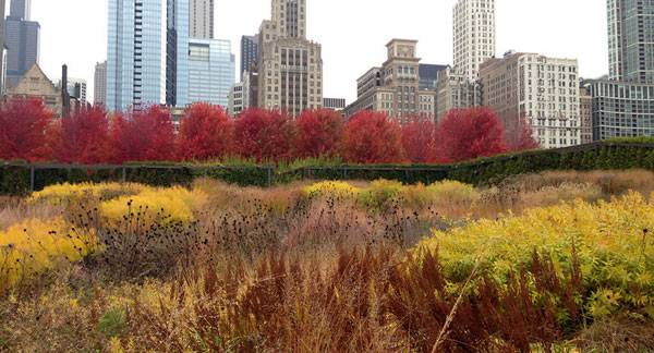 Per Gustafson Guthrie Nichol's concept, Lurie Garden, makes use of dramatic swaths of color throughout the seasons. Image credit: Northwind Perennial Farm