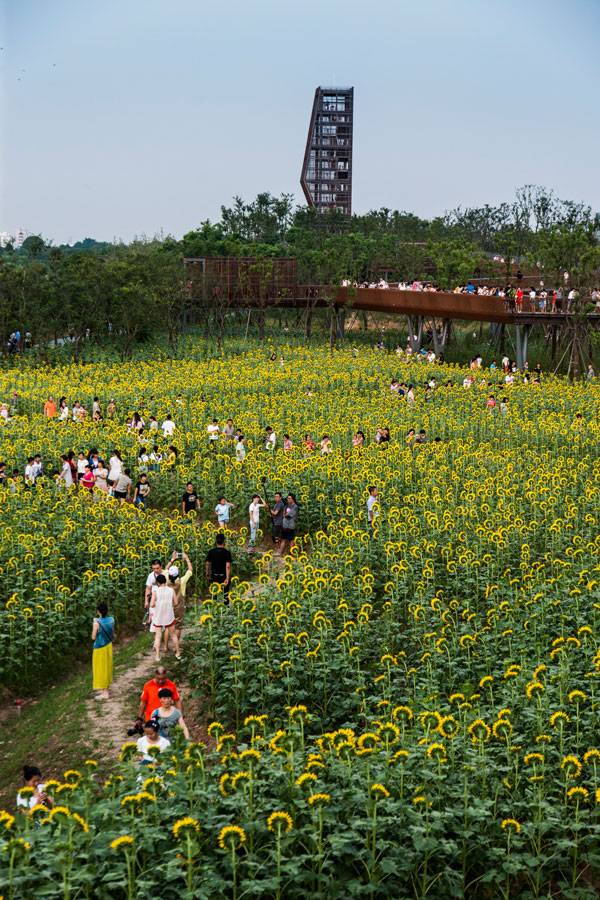 Quzhou Luming Park. Photos courtesy of Turenscape