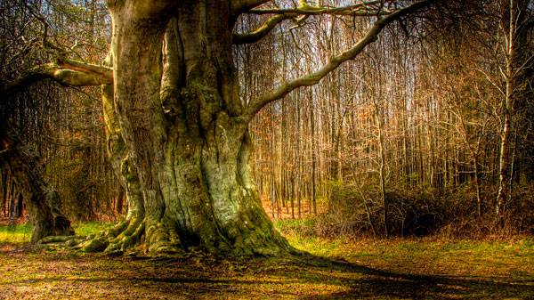 "Old Danish tree" by Guyon Morée. Licensed under CC BY-SA 2.0 via Flickr