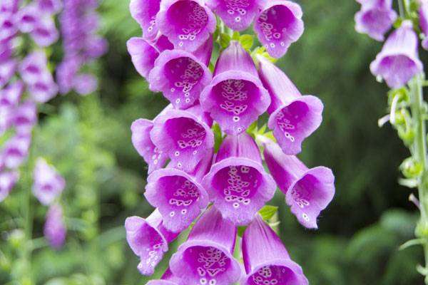Digitalis flower - an example of a “honey spot”, a landing guide for bees. Photo credit: License: CC0 Public Domain / FAQ Free for commercial use / No attribution required