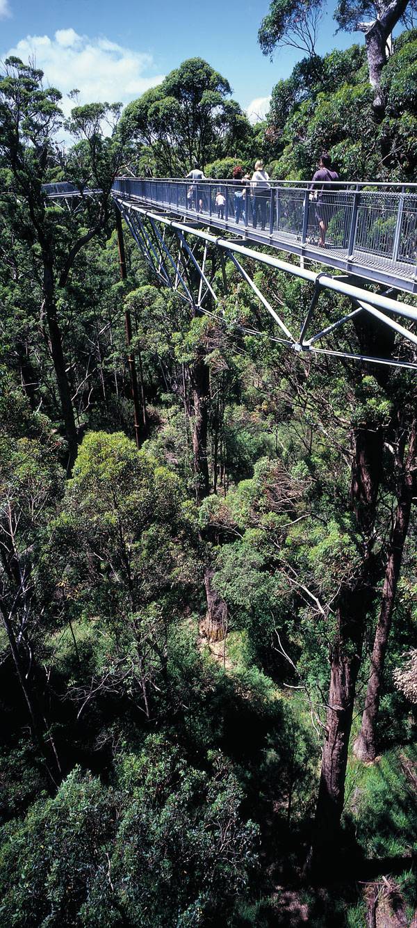 Valley of the Giants Tree Top Walk. Photo courtesy of Donaldson and Warn