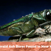 Emerald Ash Borer Found in New Host