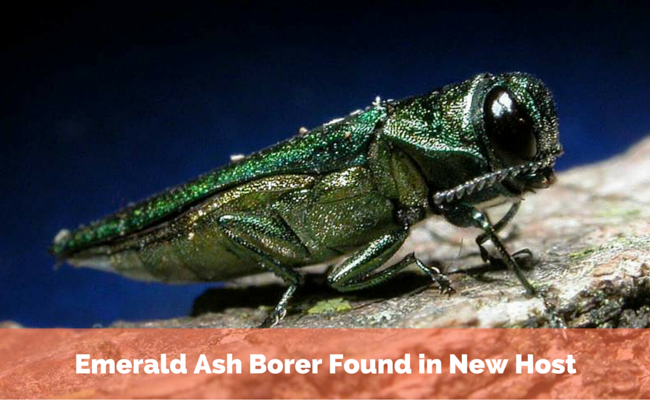 Emerald Ash Borer Found in New Host