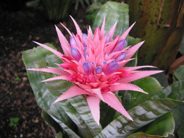 By Paul & Aline Burland - originally posted to Flickr as Aechmea Fasciata - Closeup, CC BY-SA 2.0, https://commons.wikimedia.org/w/index.php?curid=8390413