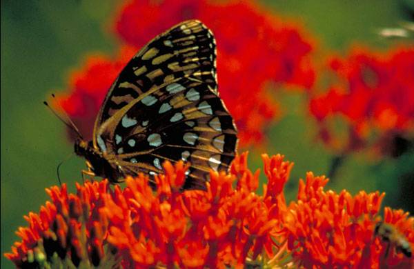 By Barnes Dr Thomas G, U.S. Fish and Wildlife Service - https://www.public-domain-image.com/public-domain-images-pictures-free-stock-photos/fauna-animals-public-domain-images-pictures/insects-and-bugs-public-domain-images-pictures/butterflies-and-moths-pictures/great-springled-fritillary-on-butterfly-weed-speyeria-cybele.jpg, Public Domain, https://commons.wikimedia.org/w/index.php?curid=24870445