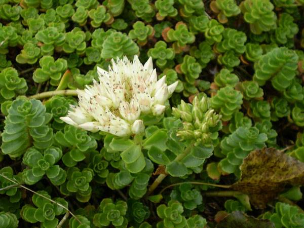 Sedum spurium. Photo credit: By Rob Hille - Own work, Public Domain, https://commons.wikimedia.org/w/index.php?curid=2730404