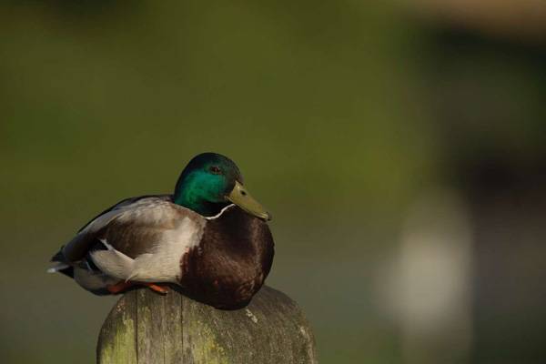 Duck in Camden. Photo credit: Luke Massey and Greater London National Park Initiative.