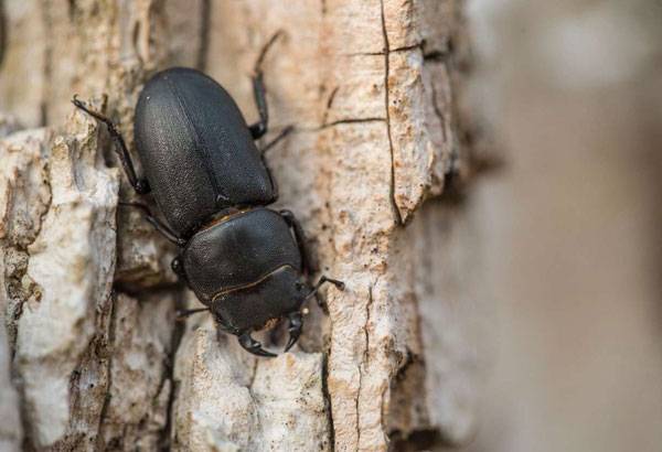 Stag beetle. Luke Massey and Greater London National Park Initiative.