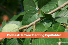 Podcast: Is Tree Planting Equitable?