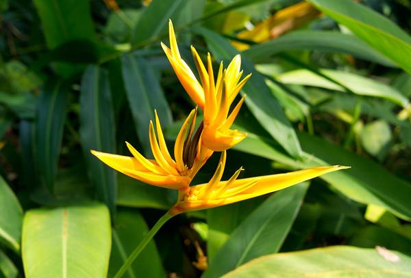 1024px-Helicionia_psittacorum_×_Heliconia_spathocircinata - Land8