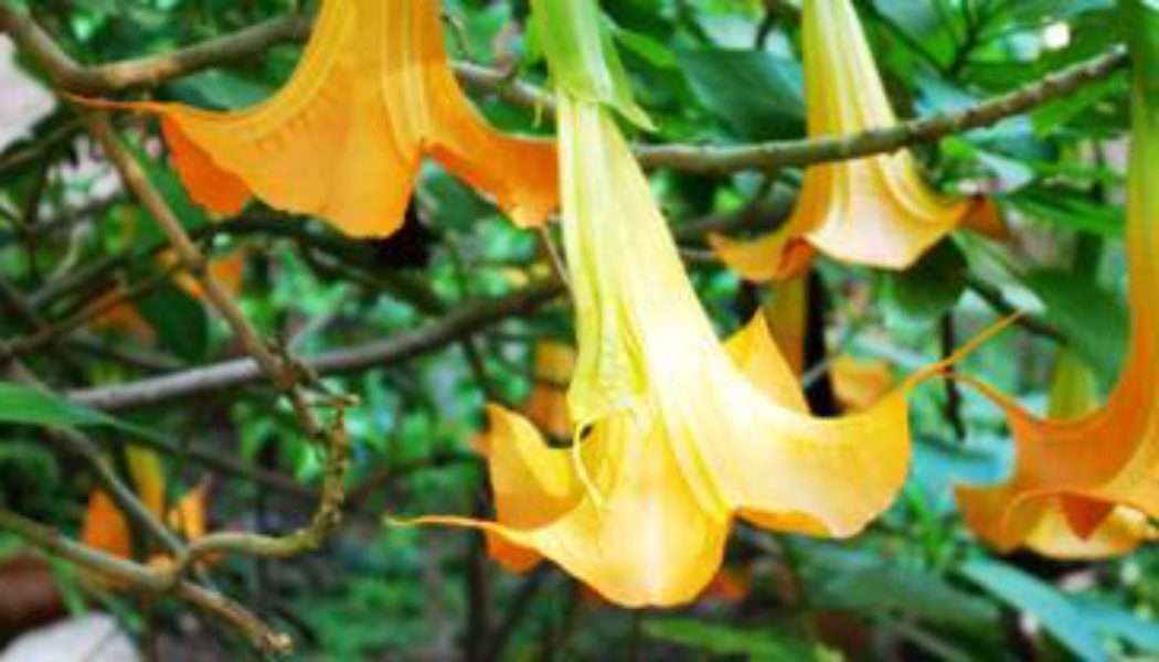 Top 10 Dangerous Plants Land8