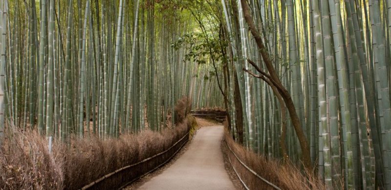 Bamboo Forest. Arashiyama