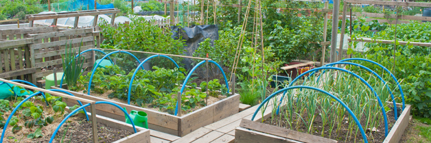 How to grow a School Garden