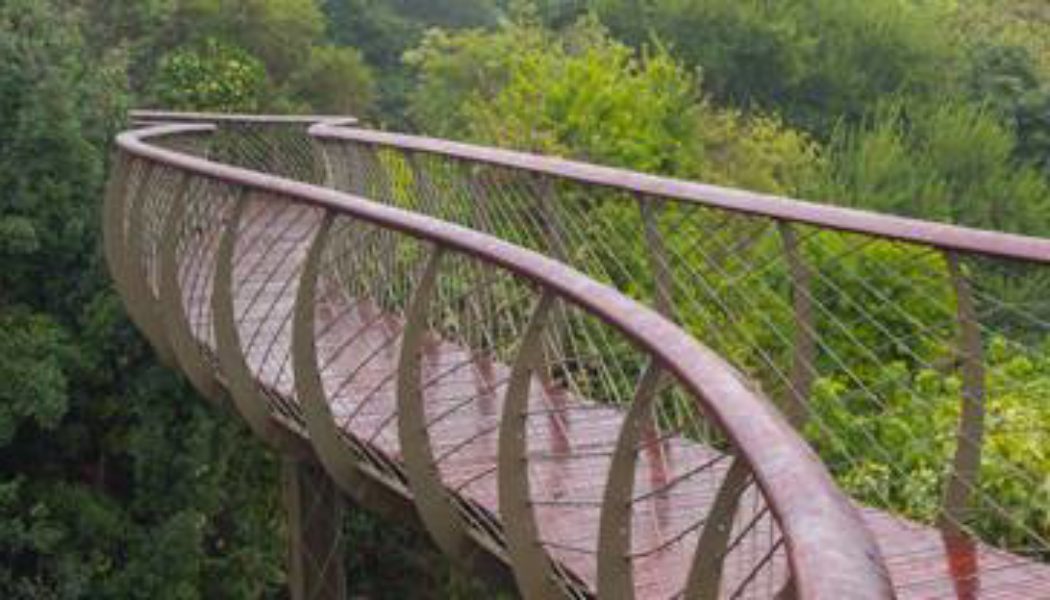 Kirstenbosch’s Tree Canopy Walkway