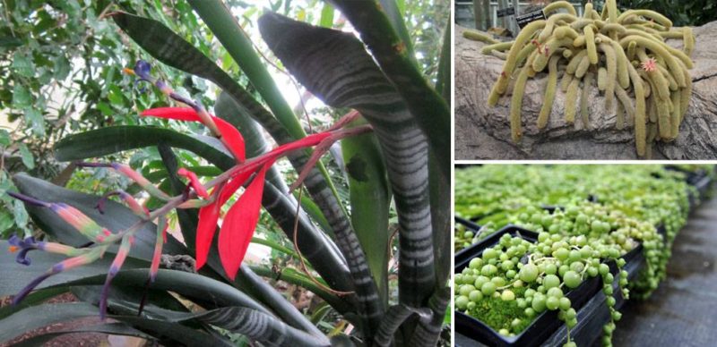10 Amazing Plants to Plant Indoors