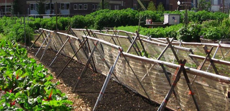 The Many Benefits of Urban Agriculture