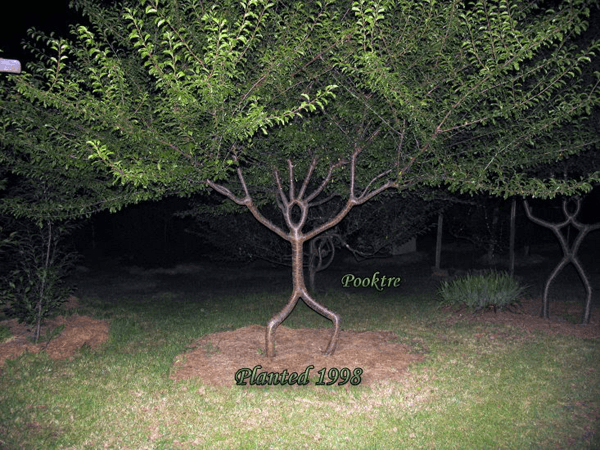 Pooktre – The Art of Growing Trees into Man-made Forms
