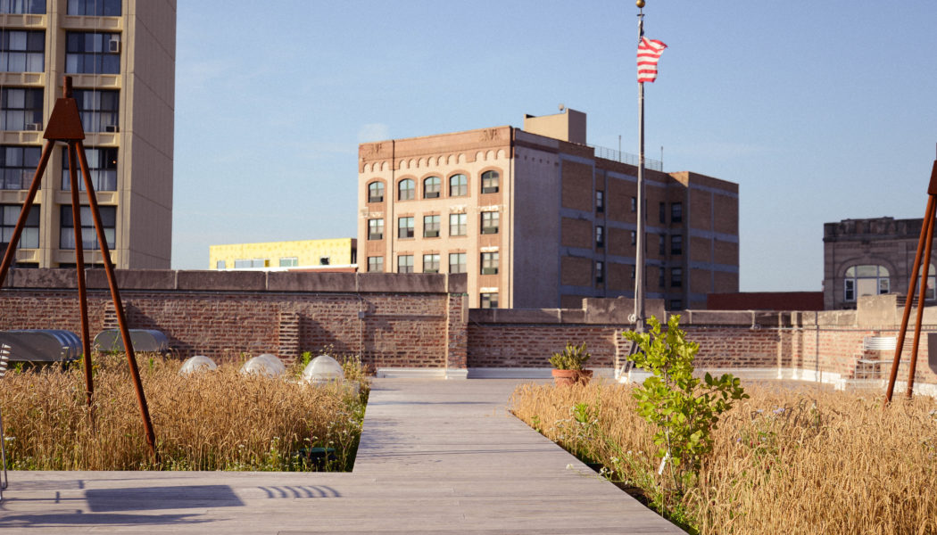 Green Roof Inspiration, Innovation, and Education with Molly Meyer