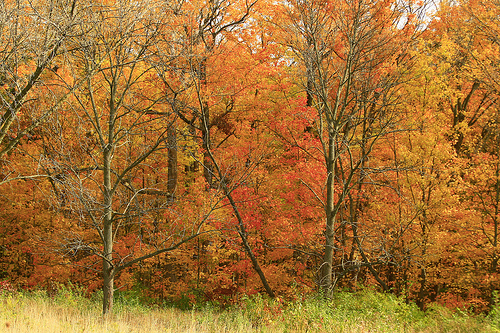 Autumn Colors