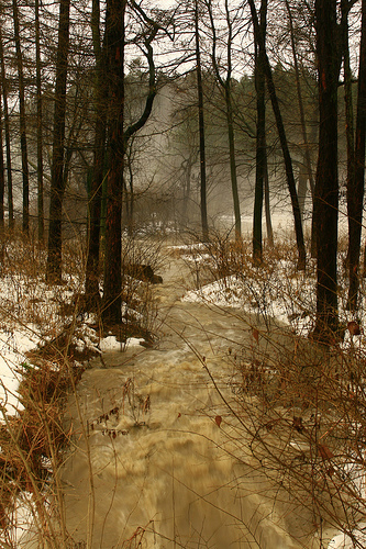 Forest Stream