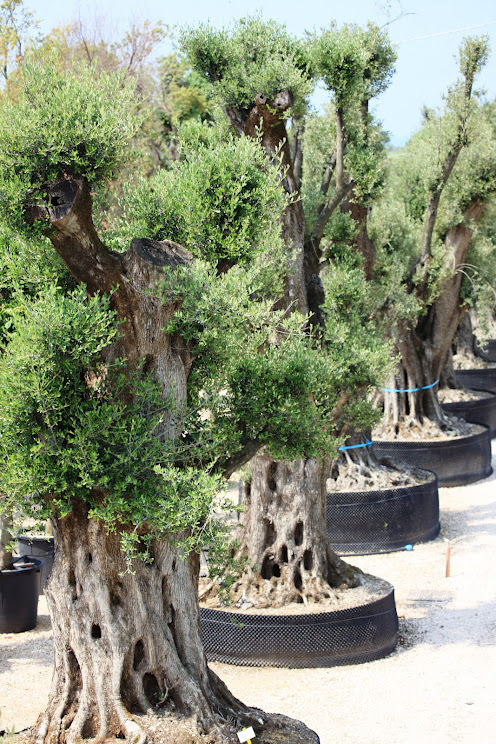 Olea europea