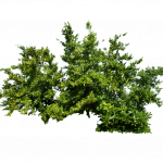 1png_bush_1_by_moonglowlillyd5tk4qh