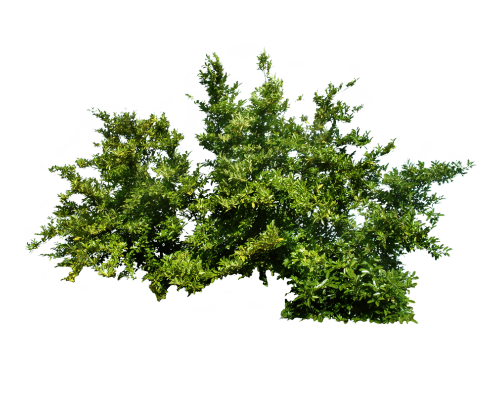 1 png_bush_1_by_moonglowlilly-d5tk4qh