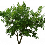1png_bush_2_by_moonglowlillyd5tk5ol